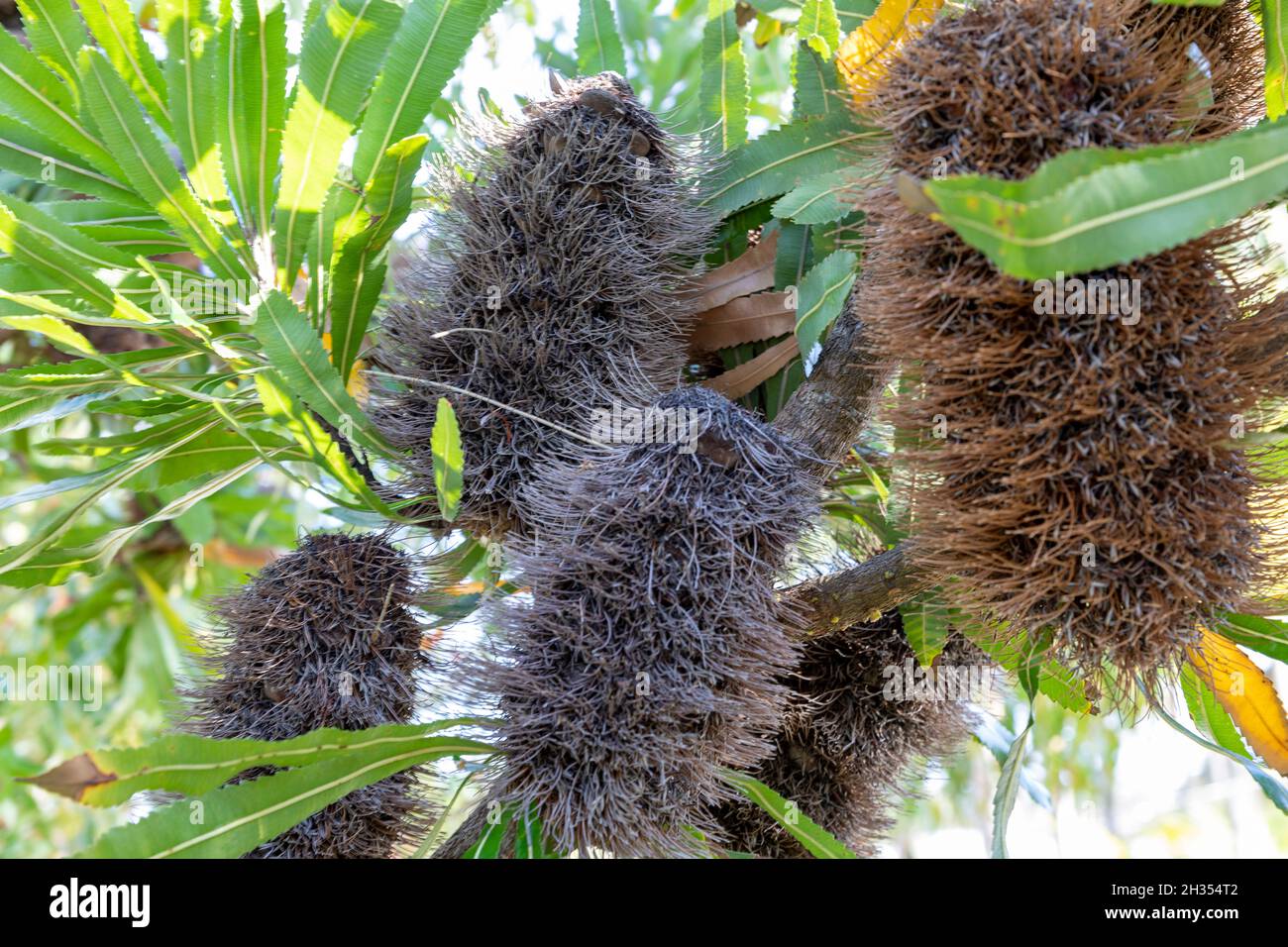 Blive margen indtryk Australian Native Seed Pod High Resolution Stock Photography and Images -  Alamy