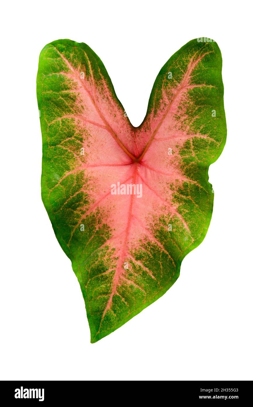 Queen of the Leafy Plants Scientific name is Caladium bicolor on white