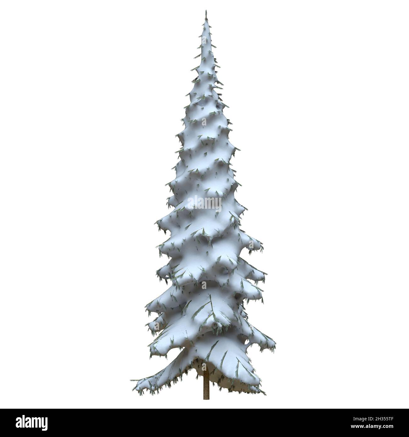 3D illustration winter fir tree in the snow isolated on white ...