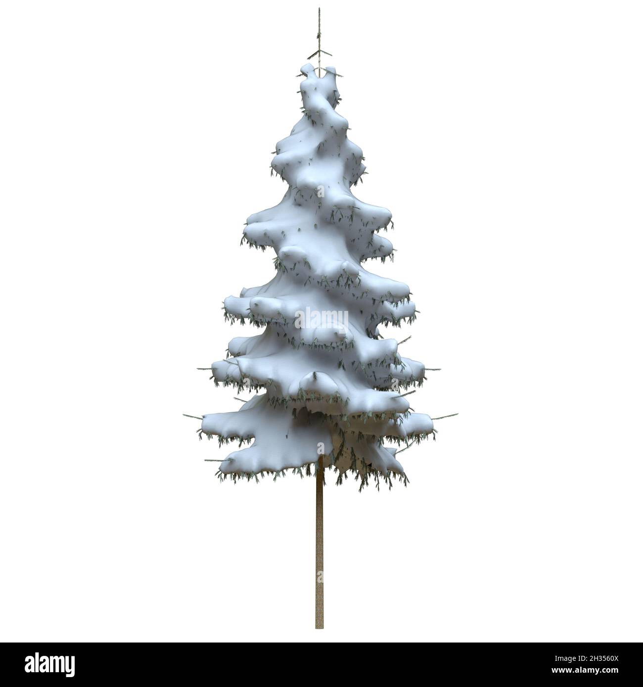 3D illustration winter fir tree in the snow isolated on white ...