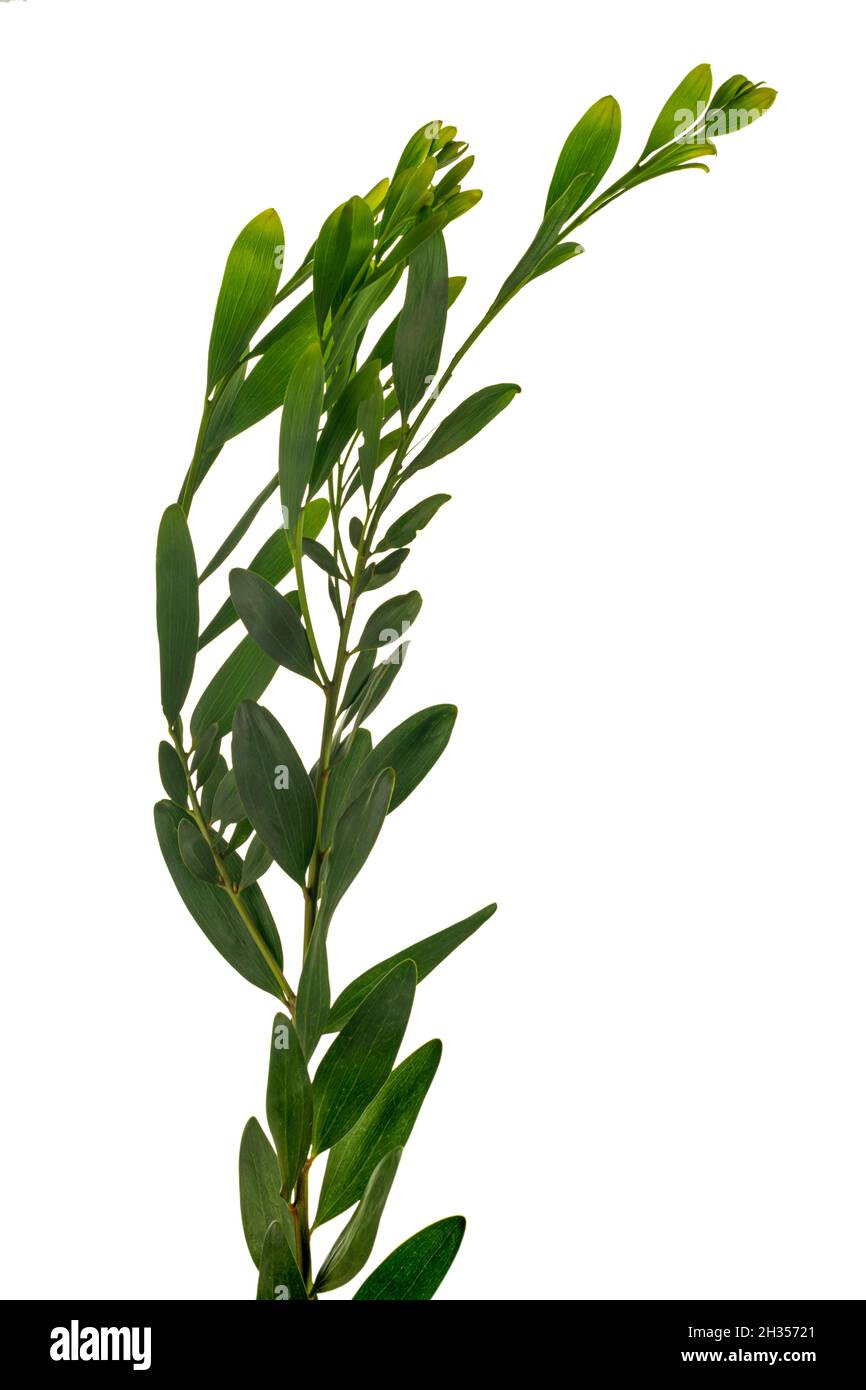 Acacia longifolia is an evergreen tree that form dense stands. It tolerates a variety of conditions including coastal and windy areas. Makes an excell Stock Photo