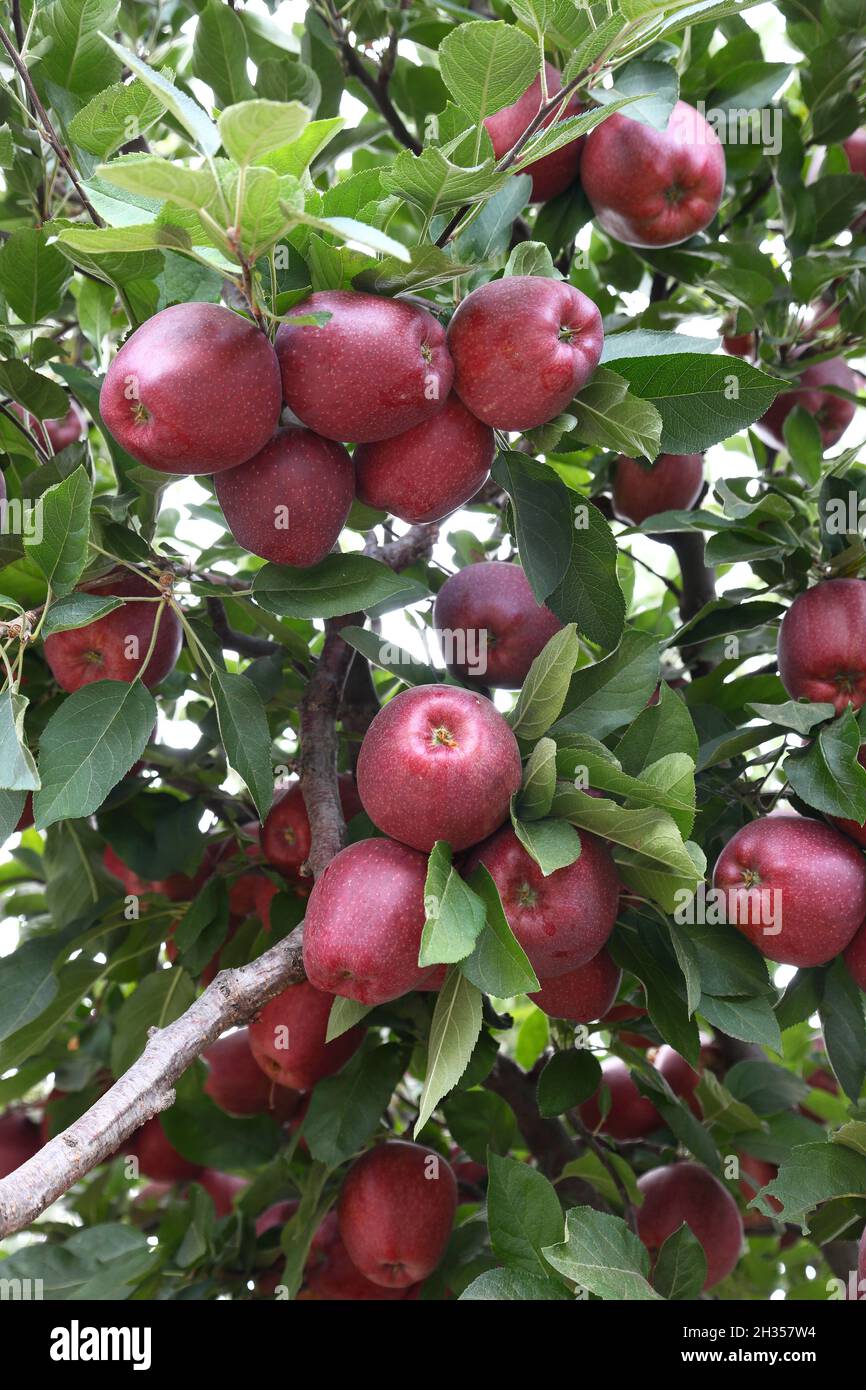 Red apples growing on apple tree. Stock Photo
