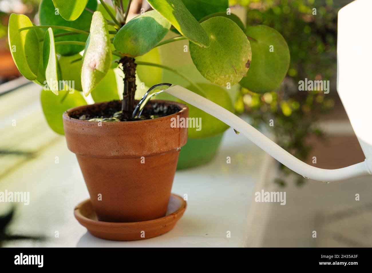 Caring of houseplant: white watering can water indoor flower in terracotta ceramic pot on windowsill Stock Photo
