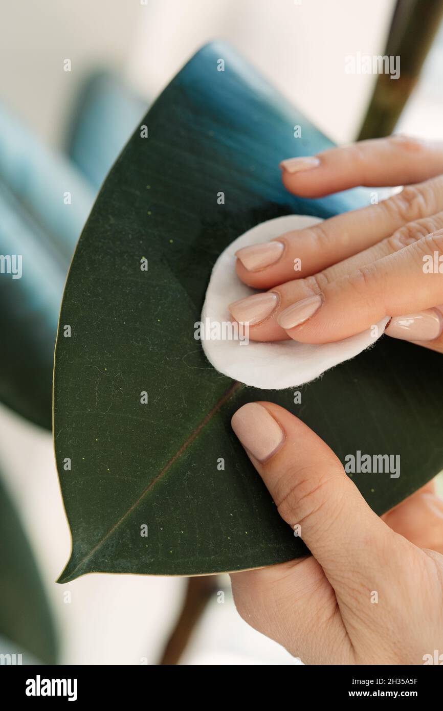 Female gardener caring for ficus houseplant cleaning leaf from dust