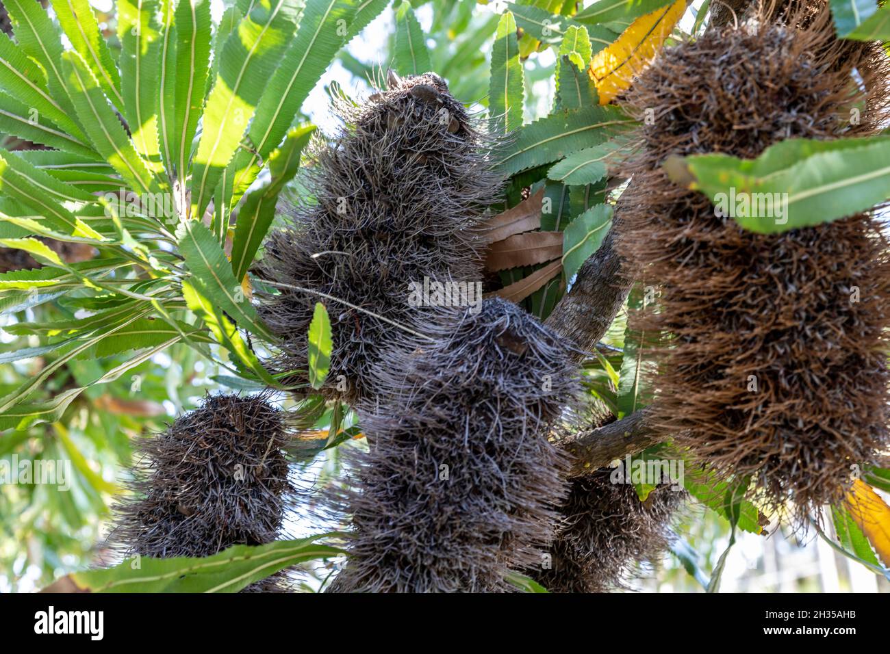 Native australian banksia tree Proteaceae  brown seed pods on a spring day, Sydney northern beaches,NSW,Australia Stock Photo