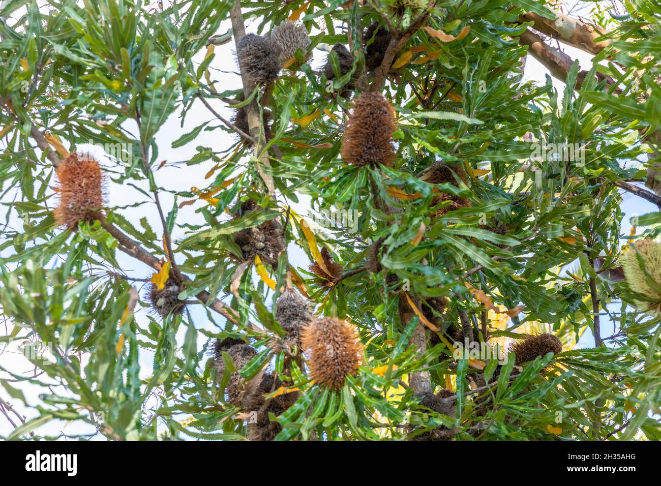 Seed pod of banksia hi-res stock photography and images - Alamy