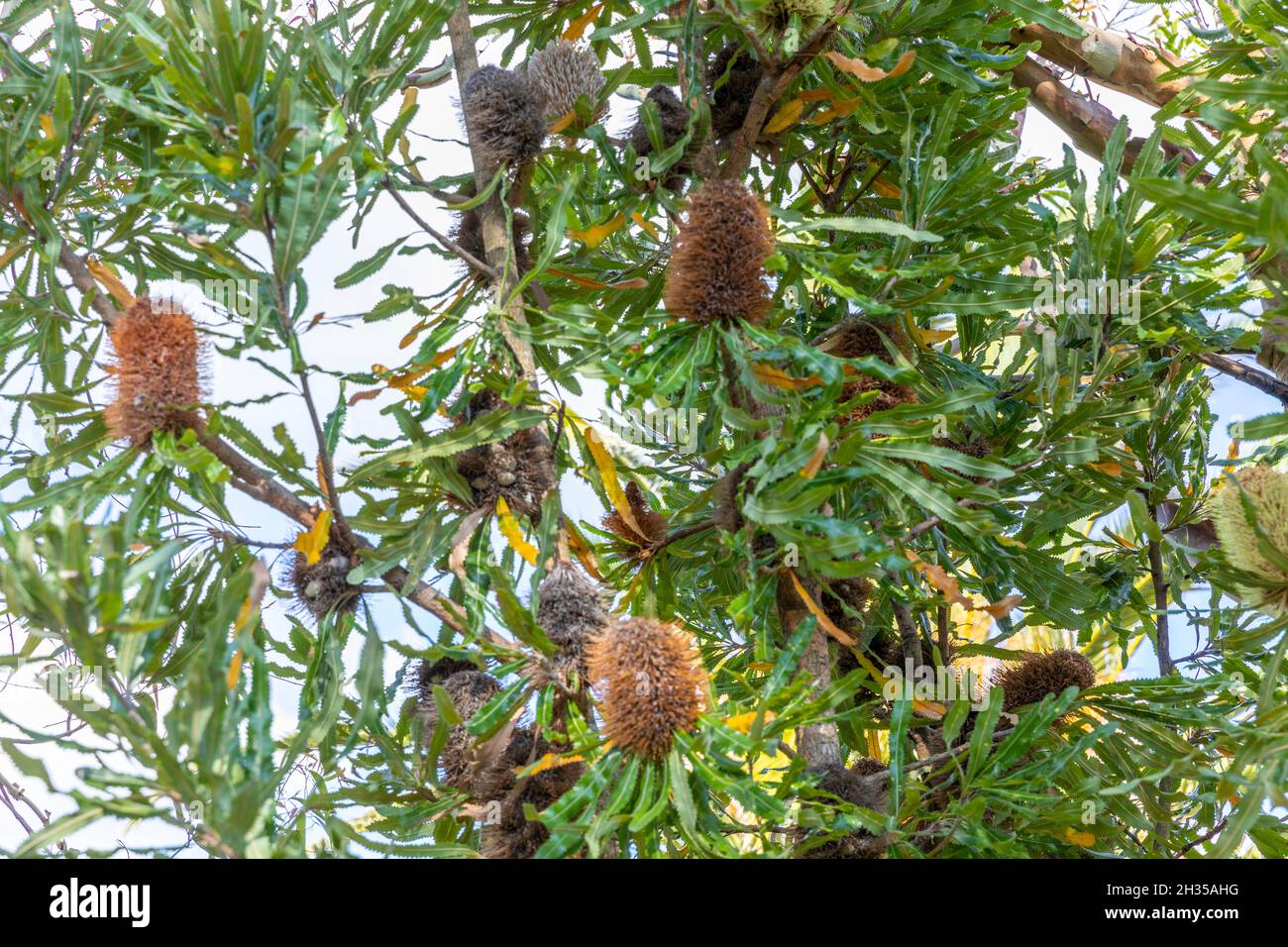 Native australian banksia tree Proteaceae  brown seed pods on a spring day, Sydney northern beaches,NSW,Australia Stock Photo