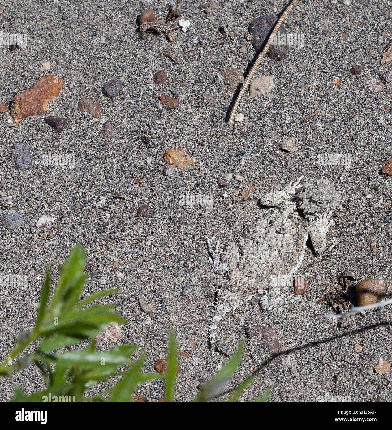 A Desert Horned Lizard (Phrynosoma platyrhinos) blends in with the sand at Bruneau Dunes State Park, Idaho. Stock Photo