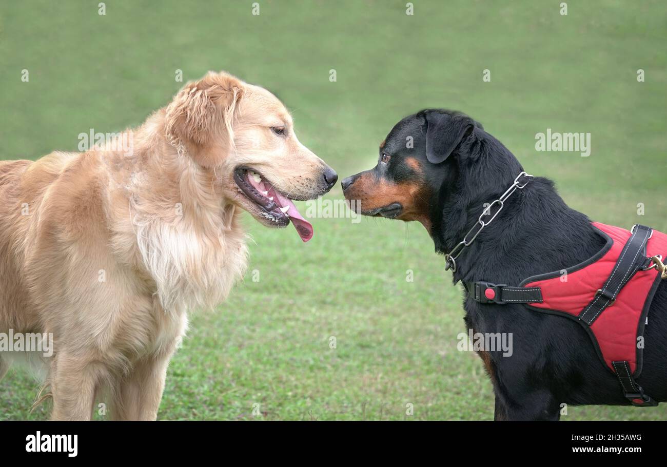 Dog Golden Retriever and Rottweiler, facing each other on sports field. Dog social concept. Stock Photo