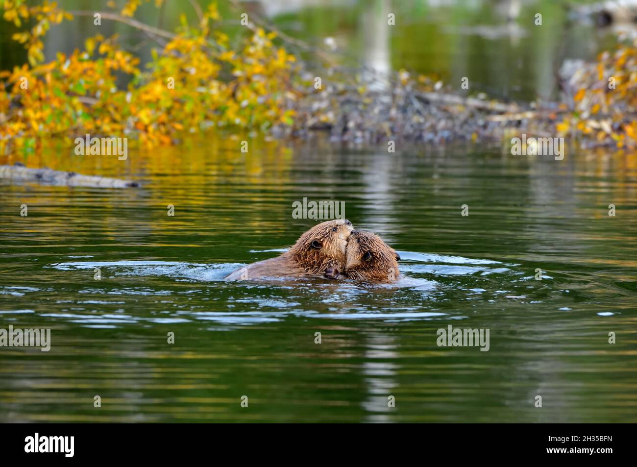 Two young beavers  'Castor canadensis', playing close to the feed storage pile in their beaver pond near Hinton Alberta Canada. Stock Photo