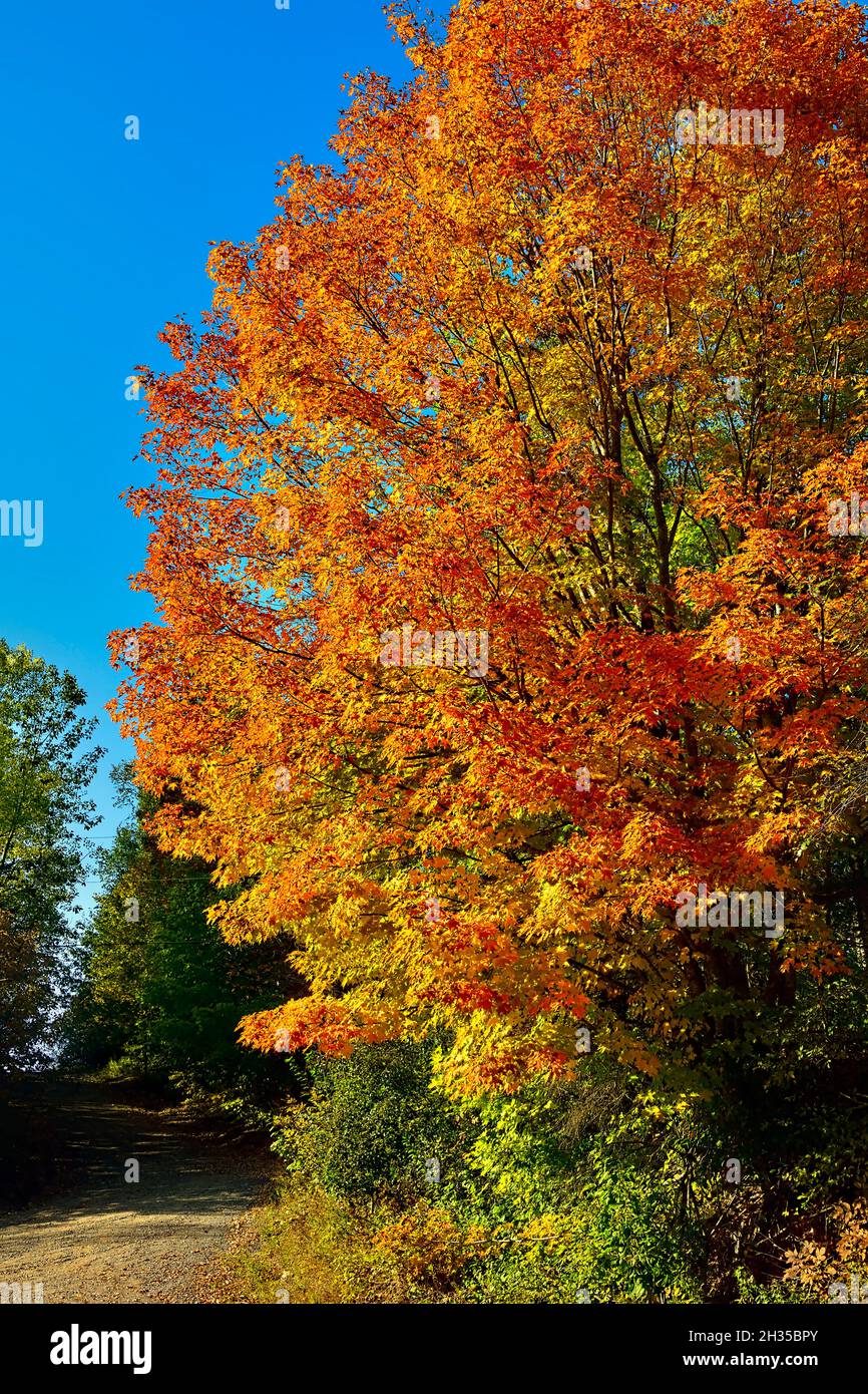 A vertical image of red maple tree with its leaves turning the bright colors of fall in rural New Brunswick Canada Stock Photo