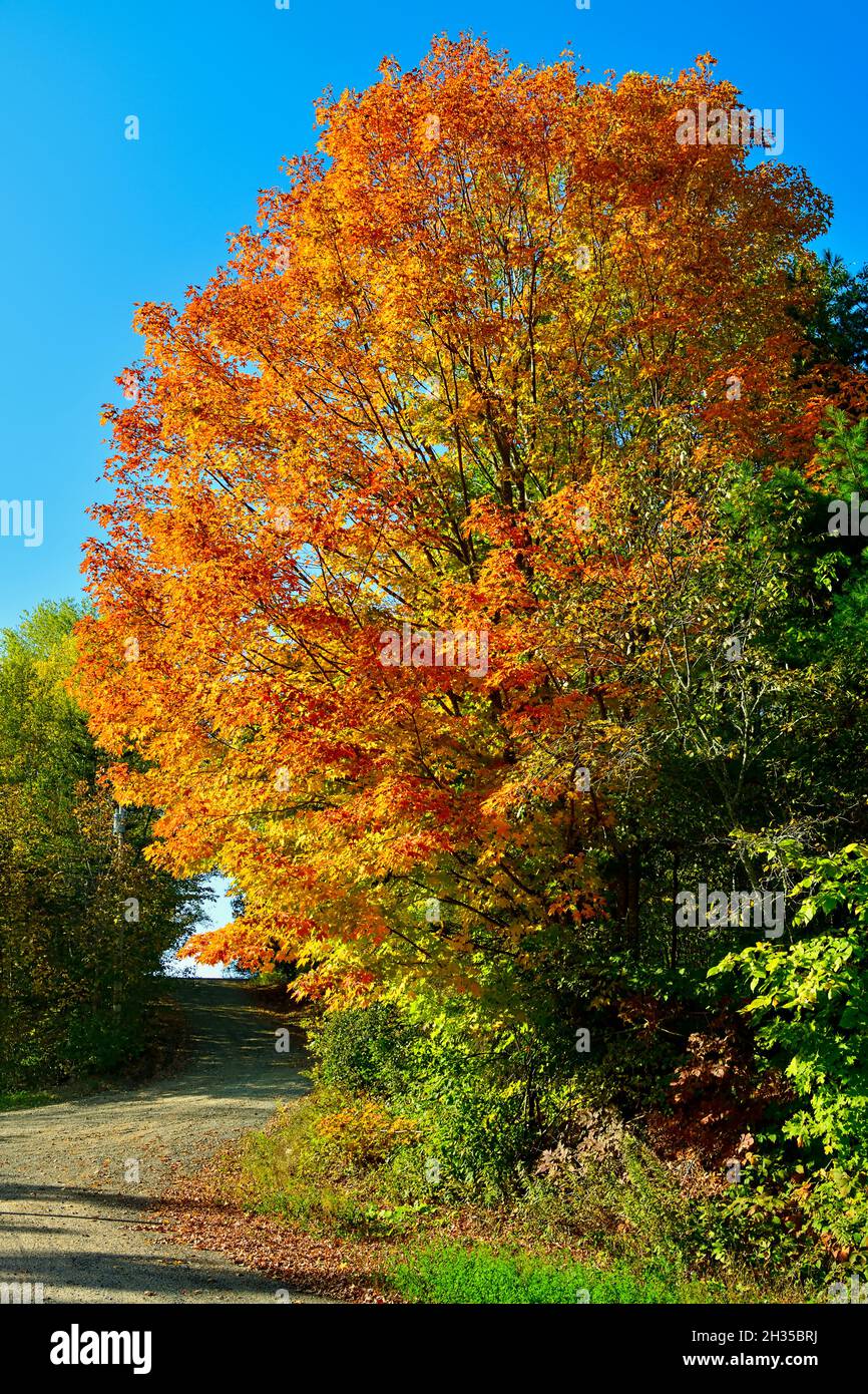 A vertical image of red maple tree with its leaves turning the bright colors of fall on a dirt road in rural New Brunswick Canada Stock Photo