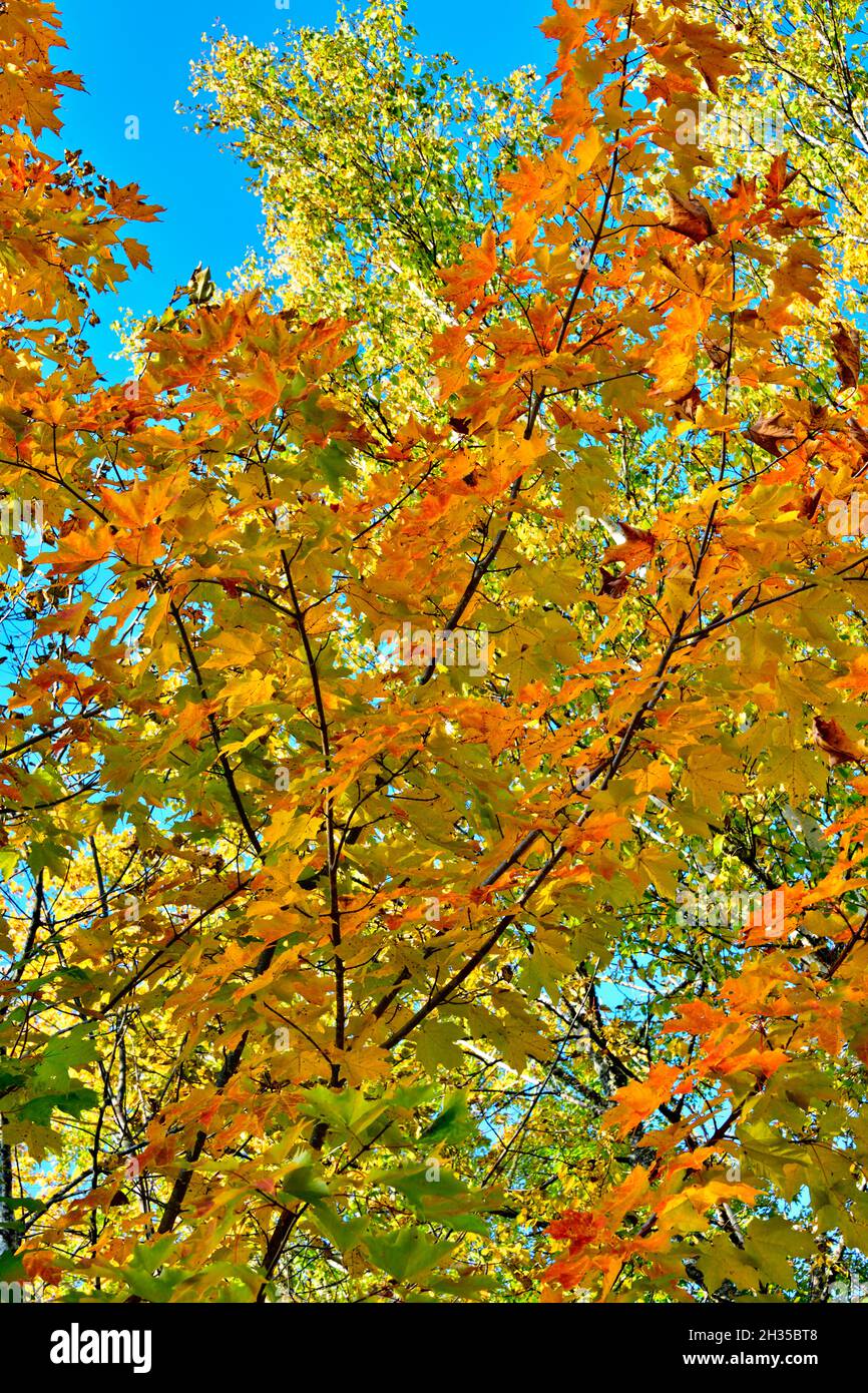 A maple tree with its leaves turning the bright colors of autumn in rural New Brunswick Canada. Stock Photo