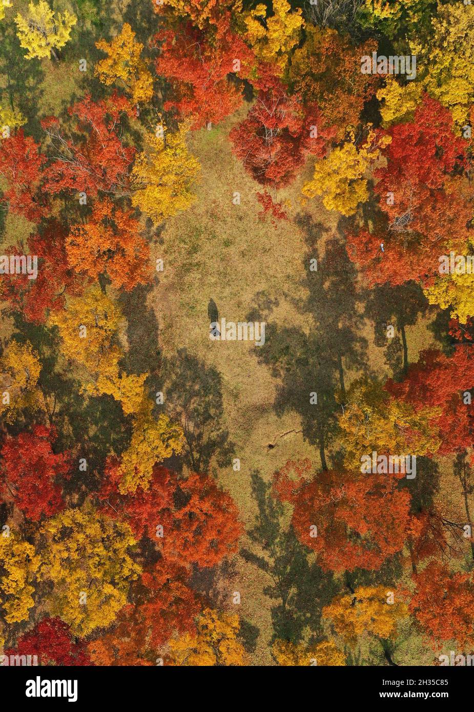 26th Oct, 2021. Deepening autumn A person walks through trees with autumnal tints at a park in Ansan, about 40 kilometers southwest of Seoul, on Oct. 26, 2021. Credit: Yonhap/Newcom/Alamy Live News Stock Photo