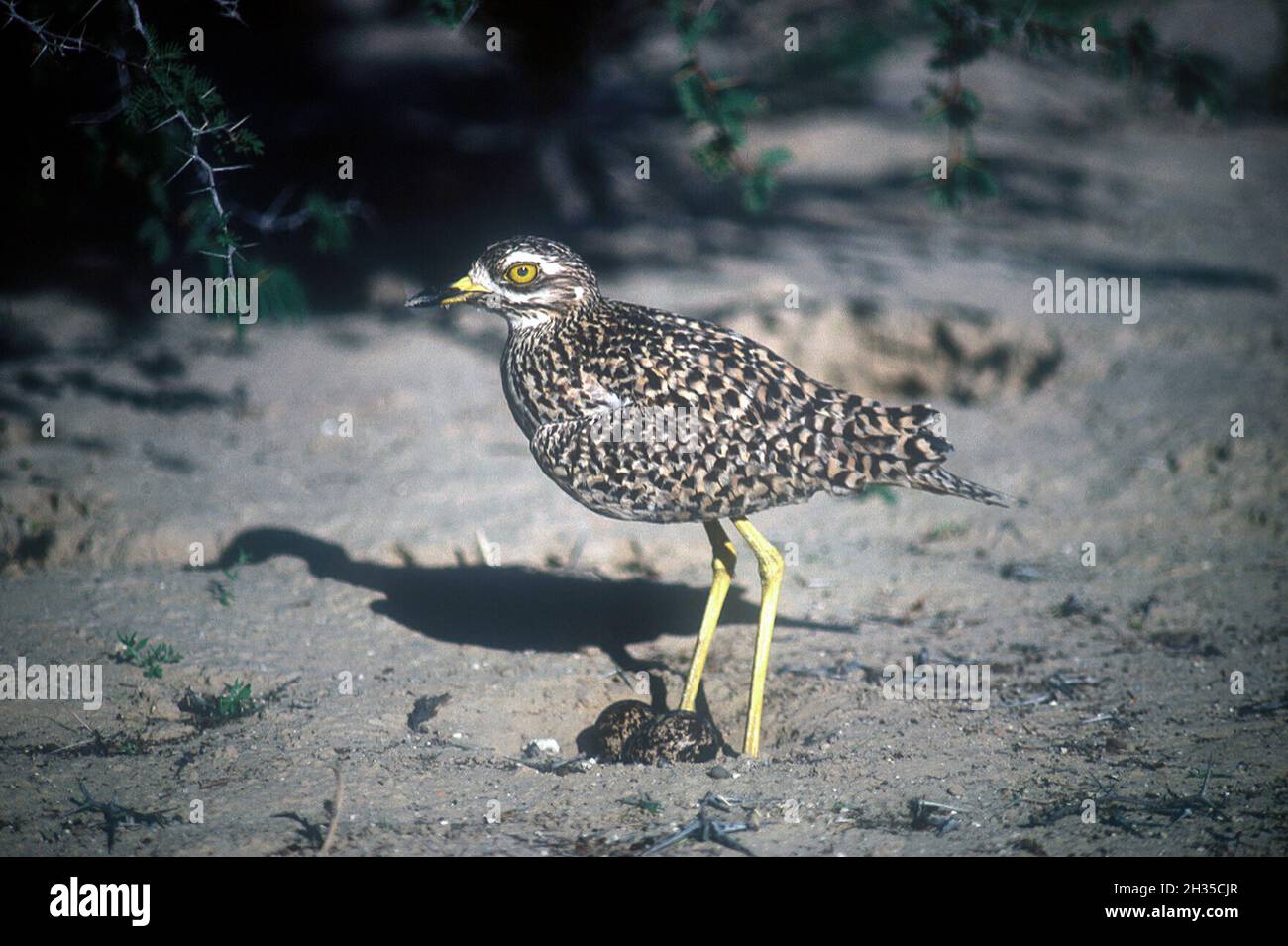 Spotted Thick-knee, Burhinus capensis, with eggs, Kruger National Park, Mpumalanga province, South Africa, Africa Stock Photo