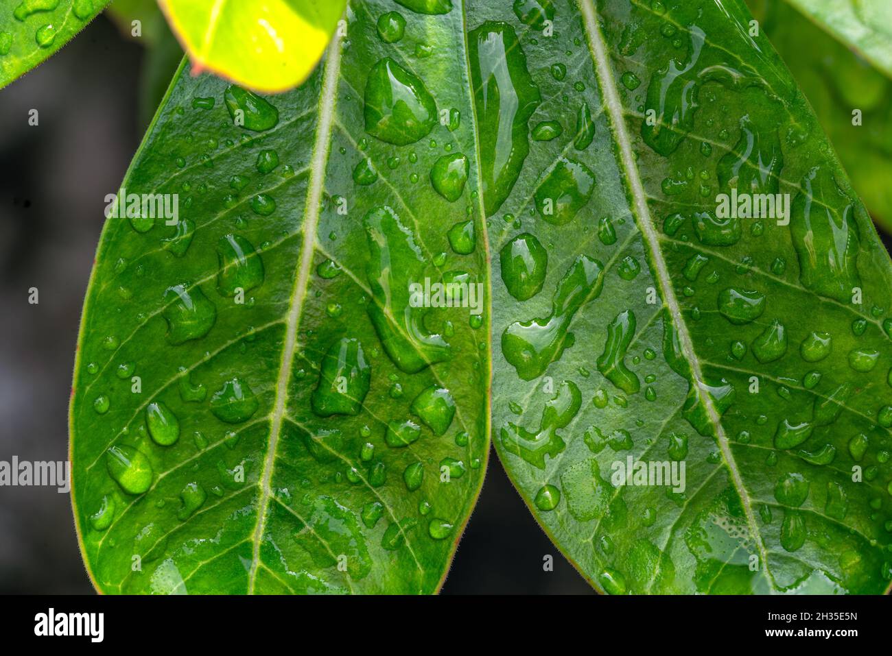 Tropical water leaves hi-res stock photography and images - Alamy