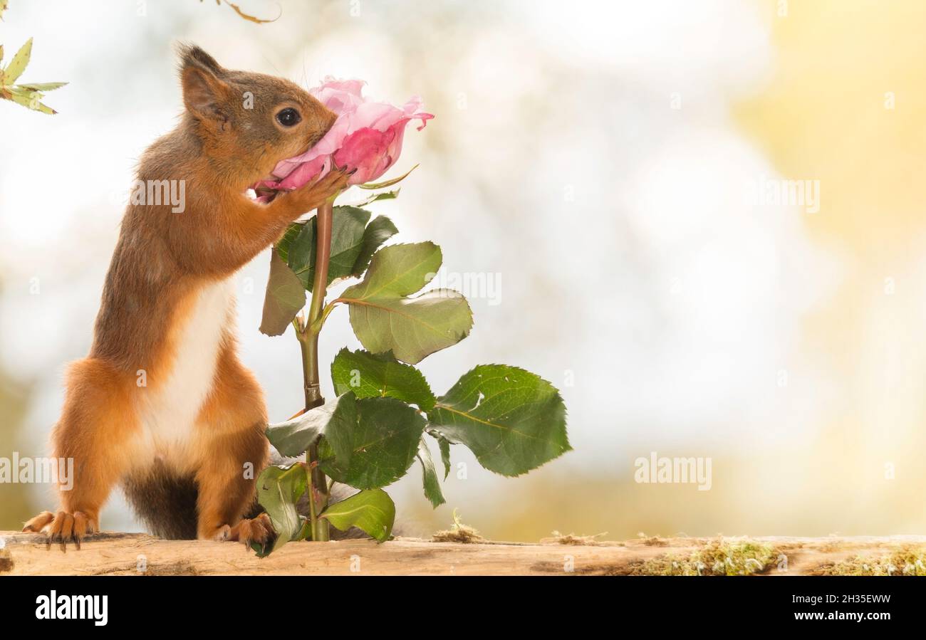 red squirrel standing  with the nose in a rose Stock Photo