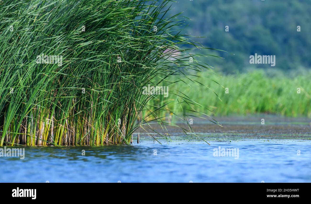 Wild reed grass reflected on blue lake water in summer time Stock Photo ...