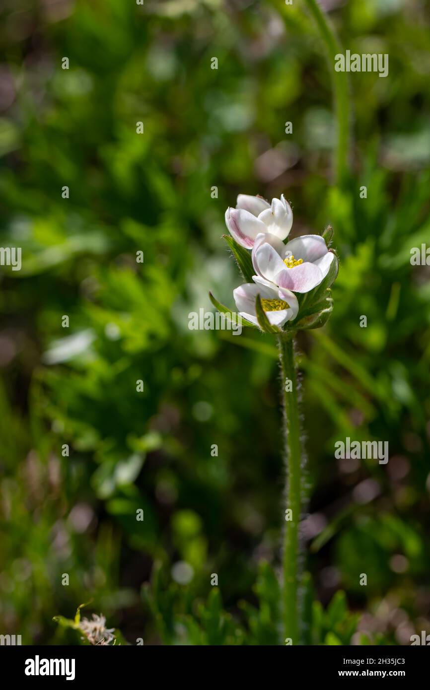 Anemonastrum narcissiflorum flower in mountains Stock Photo