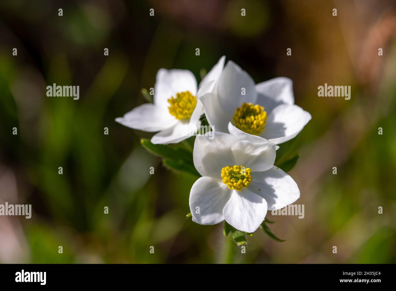 Anemonastrum narcissiflorum flower in mountains, macro Stock Photo