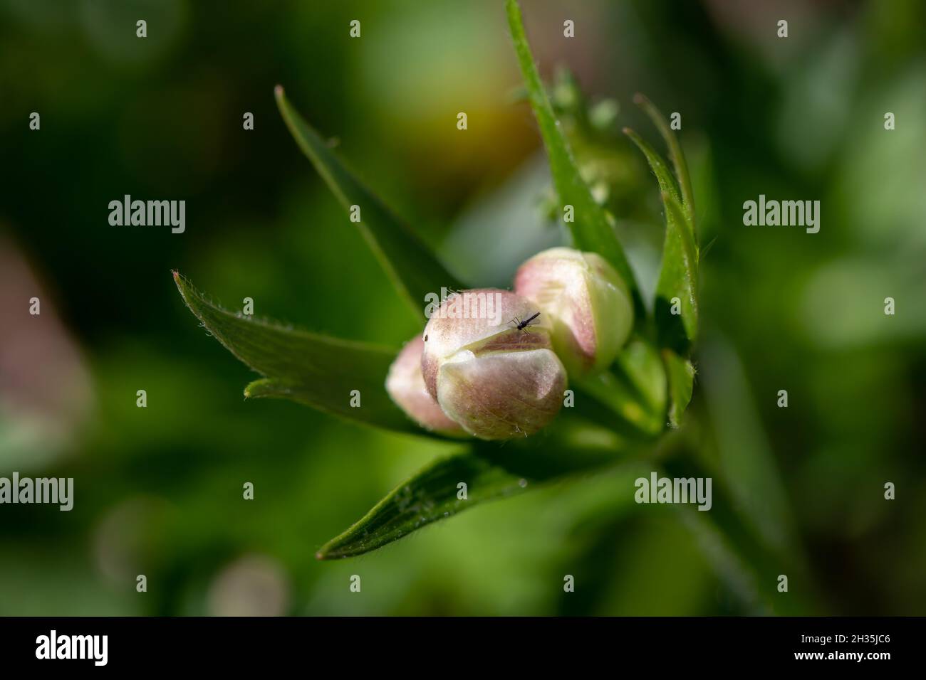 Anemonastrum narcissiflorum flower growing in mountains, macro Stock Photo