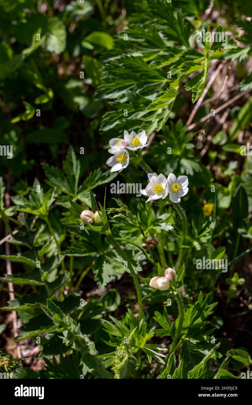 Anemonastrum narcissiflorum flower growing in mountains, close up shoot Stock Photo