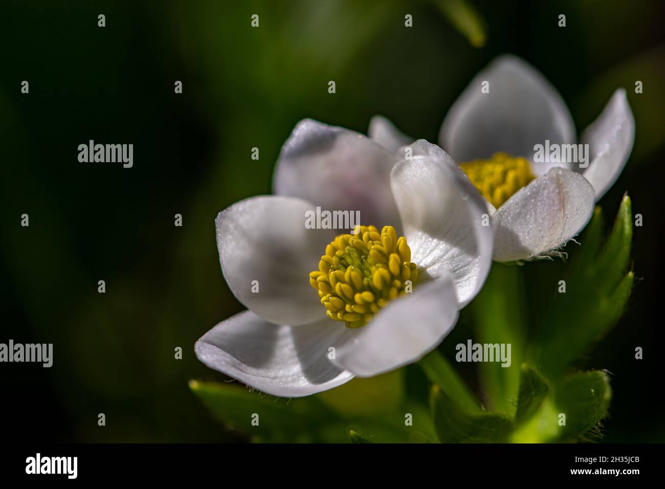 Anemonastrum narcissiflorum flower in mountains, close up shoot Stock Photo