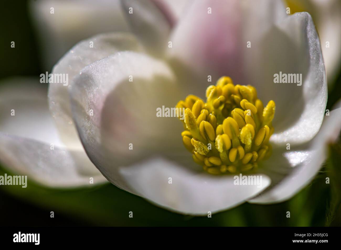 Anemonastrum narcissiflorum flower in mountains, close up Stock Photo