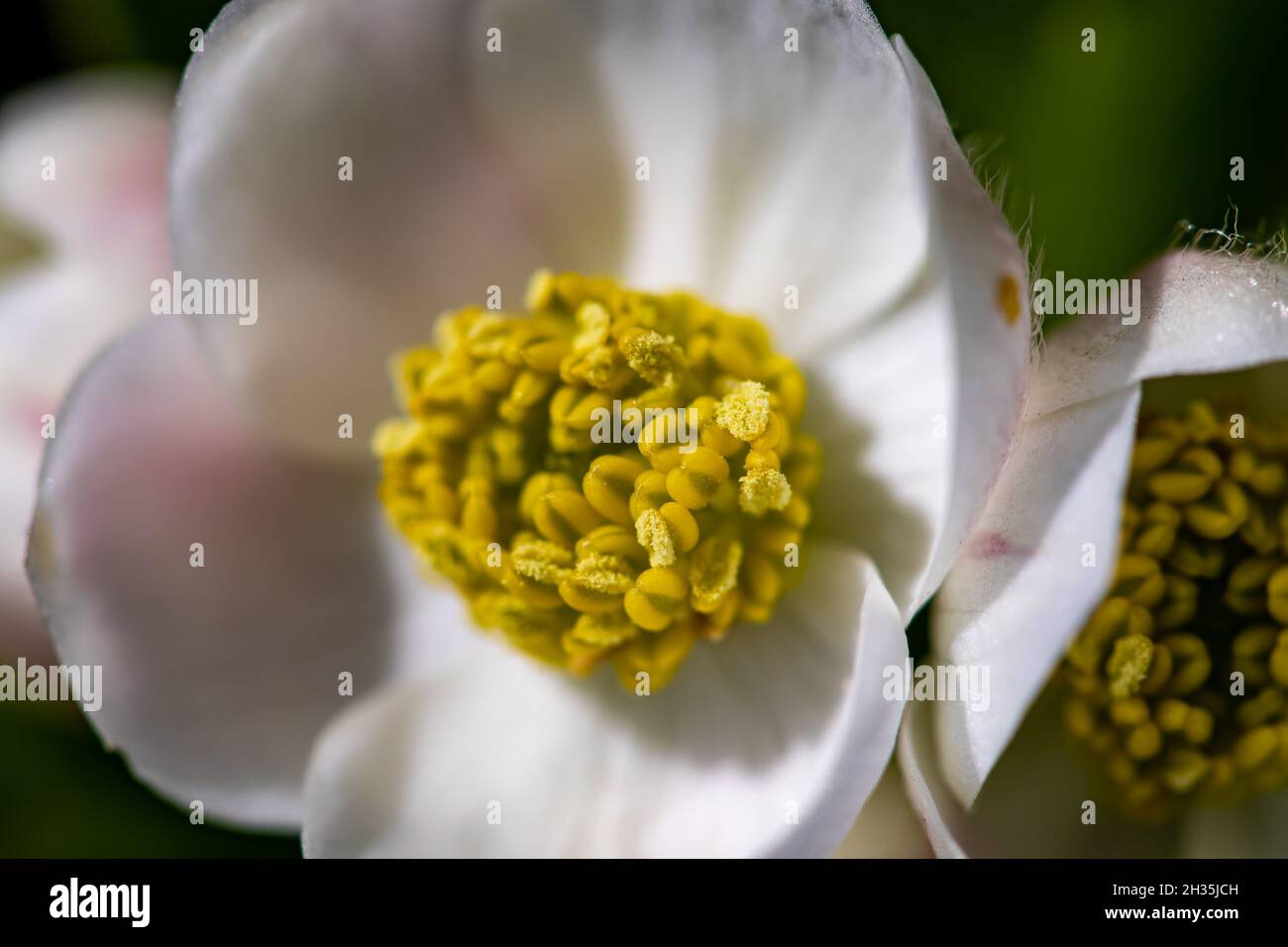 Anemonastrum narcissiflorum flower growing in mountains, close up Stock Photo