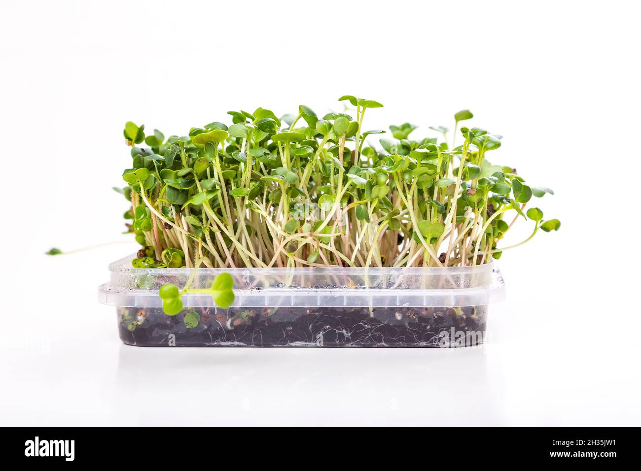Coriander microgreens sprouts in container isolated on white background. New life concept