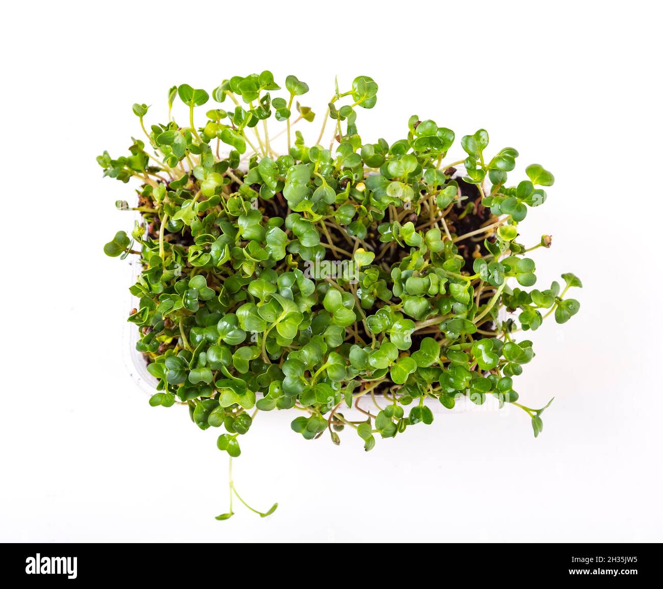 Coriander seed germination hires stock photography and images Alamy