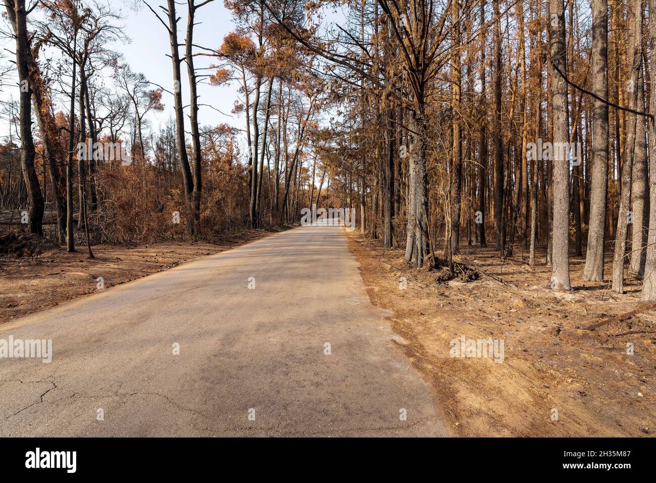 Burned forest road in Attica, Greece, after the bushfires at Parnitha ...