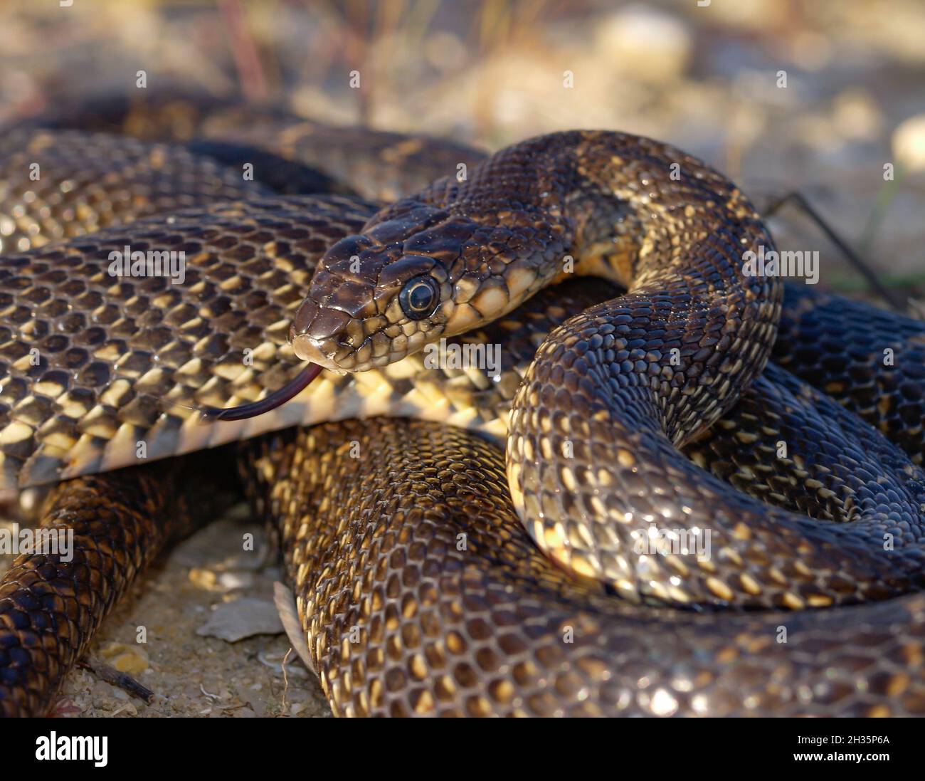 Closeup shot of a Hemorrhois hippocrepis commonly known as horseshoe