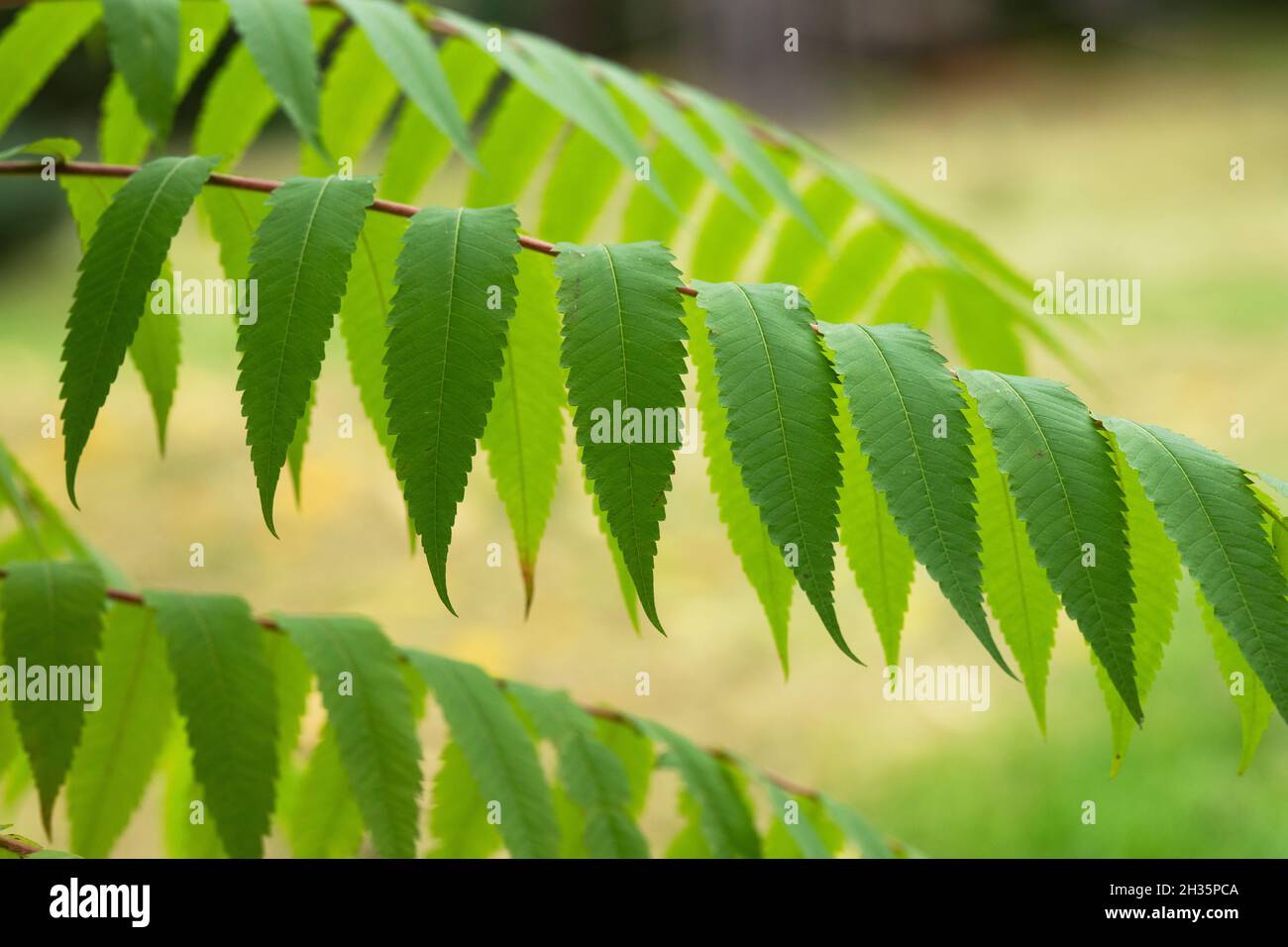 Rhus Typhina. Staghorn sumac or Stag's horn sumach plant foliage Stock Photo