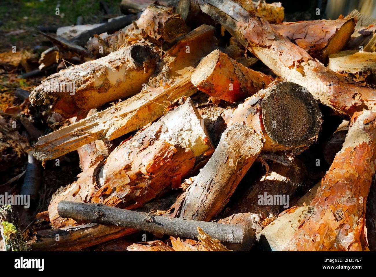Tree branches that had been cut into pieces were stacked. Now it is a pile of firewood that has been harvested and prepared for home use. Stock Photo
