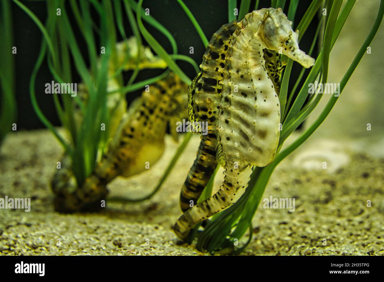 seahorse couple in sea grass. interesting to watch. detailed and beautiful. Stock Photo