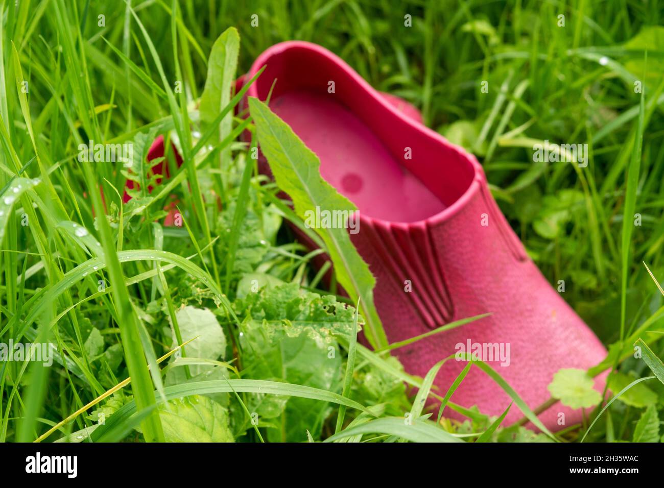 A pair of pink rubber galoshes in the green grass Stock Photo - Alamy