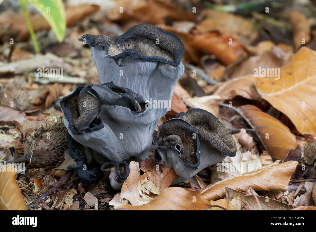 Edible mushroom Craterellus cornucopioides in beech forest. Known as black chanterelle or black trumpet. Wild dark mushrooms growing in the leaves. Stock Photo