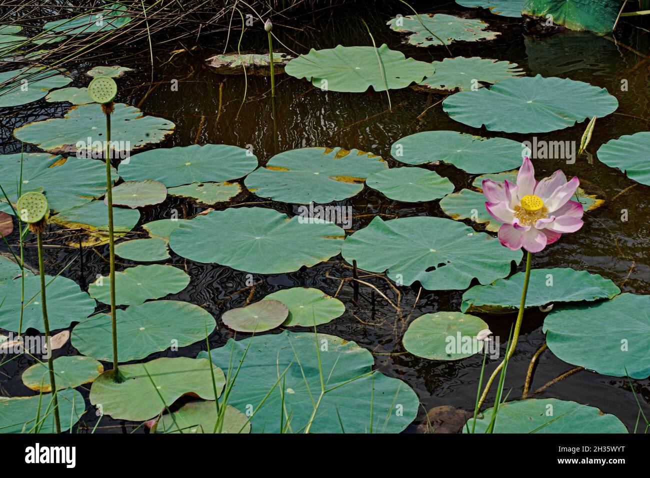 Few green lotus leaves hi-res stock photography and images - Alamy
