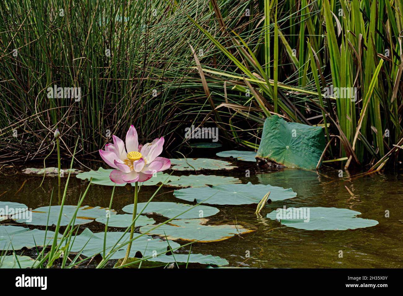 Few green lotus leaves hi-res stock photography and images - Alamy