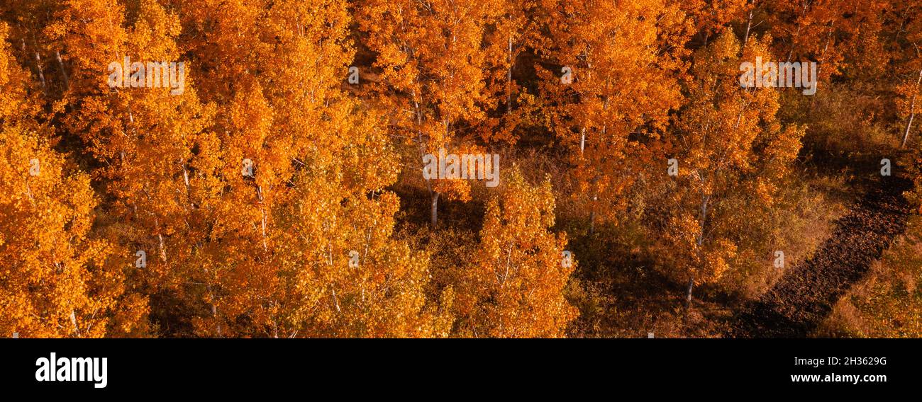 Aerial view autumn deciduous forest hi-res stock photography and images ...