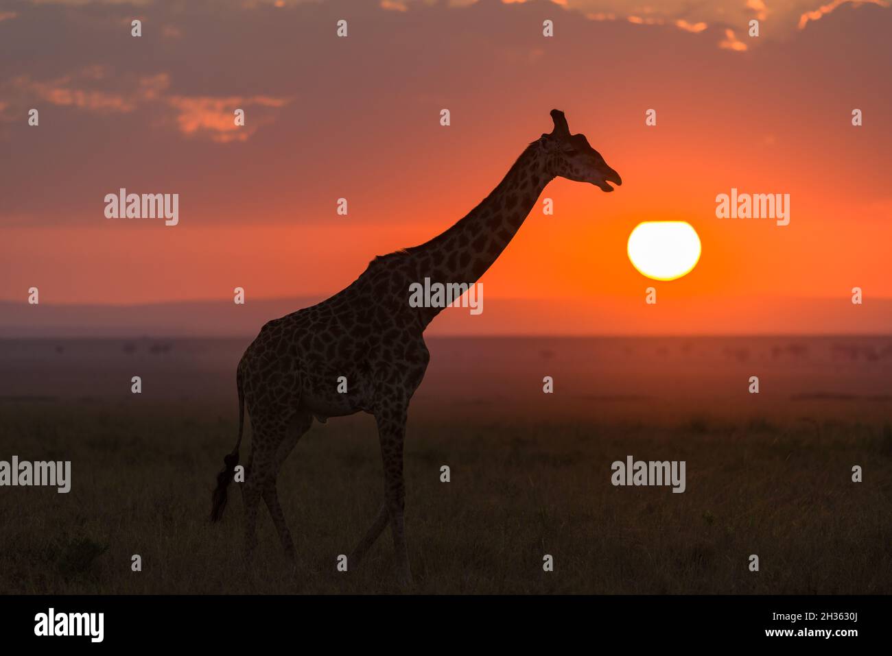 Masai Giraffe (Giraffa camelopardalis tippelskirchi) partially silhouetted by sun at sunrise, Maasai Mara, Kenya Stock Photo