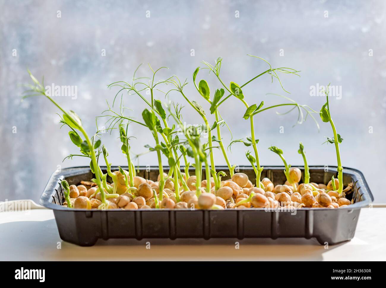 Close-up of peas microgreens. Growing microgreen sprouts close up view. Germination of seeds at home. Vegan and healthy eating concept. Sprouted seeds Stock Photo