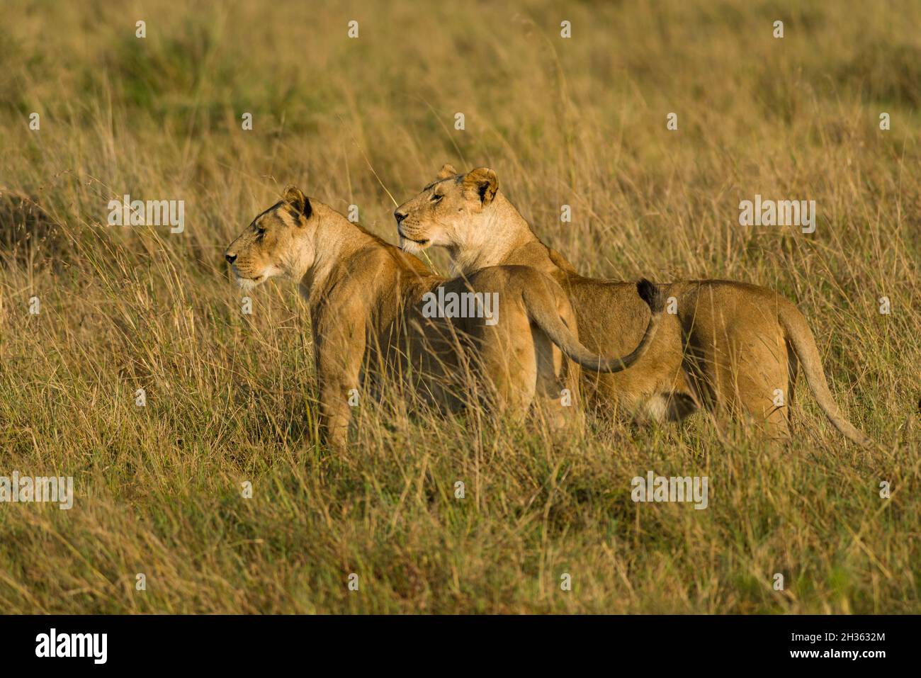 Female lions walking (panthera leo) in tall grass, Masai Mara, Kenya, East Africa Stock Photo