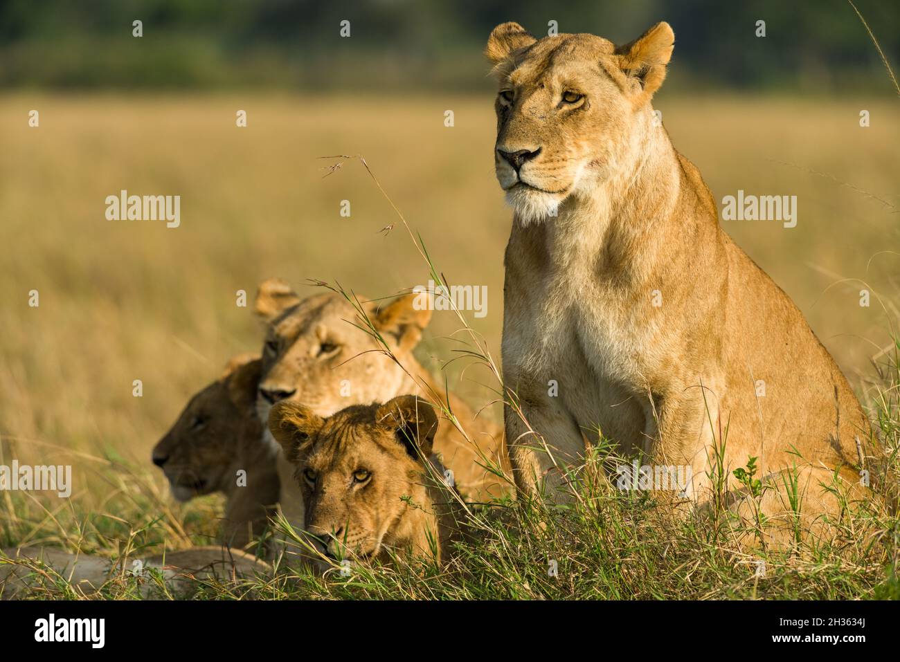 Family of lions sitting resting in tall grass (panthera leo), Masai Mara National Game Park Reserve, Kenya, East Africa Stock Photo