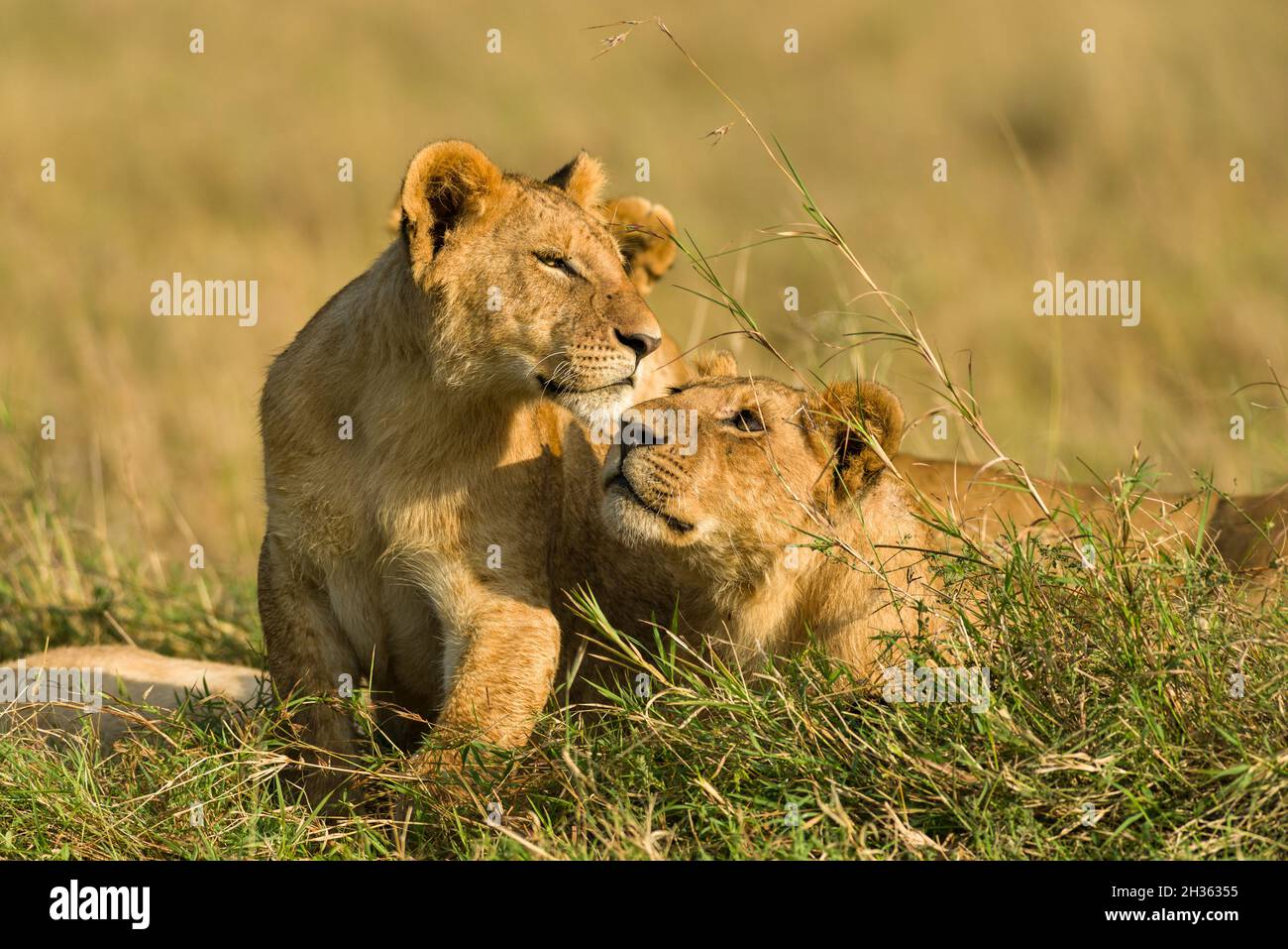 Mother lion (panthera leo) looking at cub whilst resting in tall grass, Masai Mara, Kenya Stock Photo