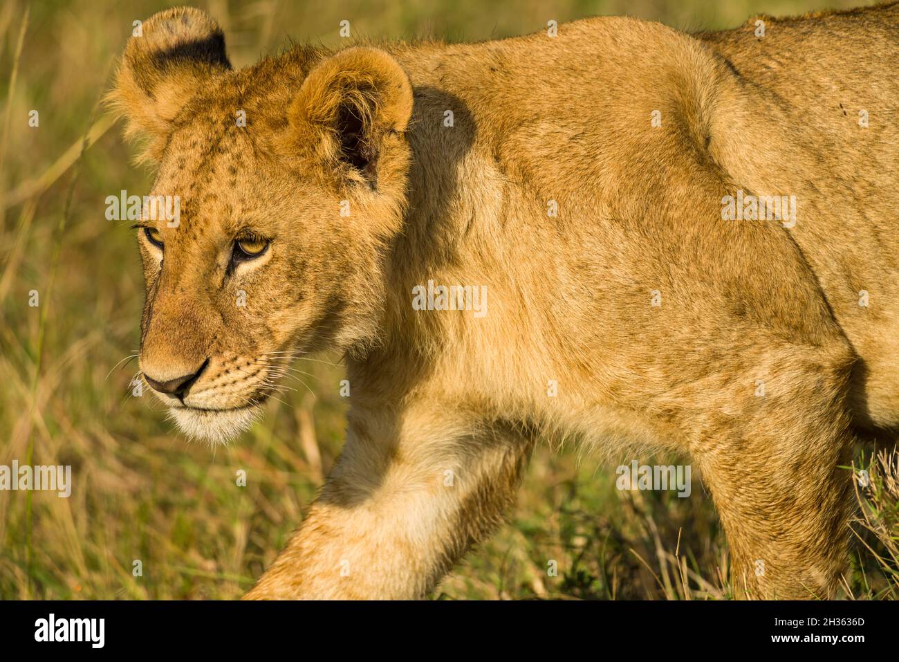 Lion (panthera leo) cub walking on savanna, Masai Mara National Game Park Reserve, Kenya, East Africa Stock Photo