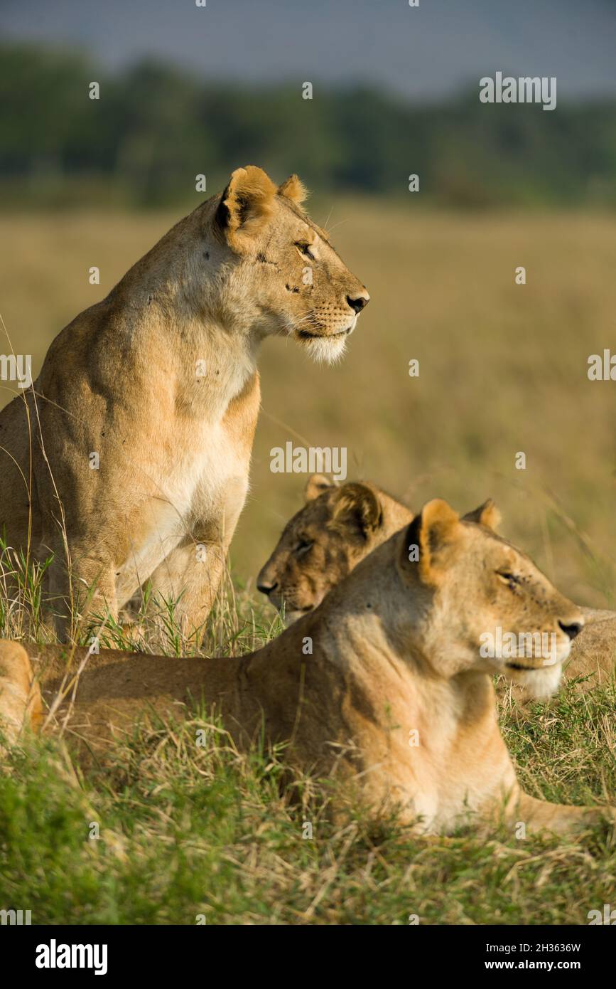 Family of lions sitting resting in tall grass (panthera leo), Masai Mara National Game Park Reserve, Kenya, East Africa Stock Photo