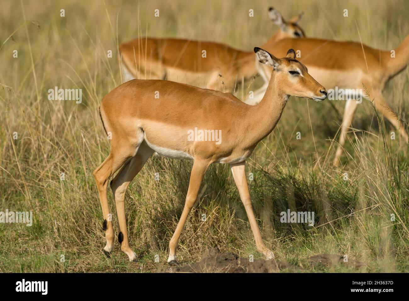A herd of female Impala (Aepyceros melampus) walking in tall grass, Masai Mara, Kenya Stock Photo