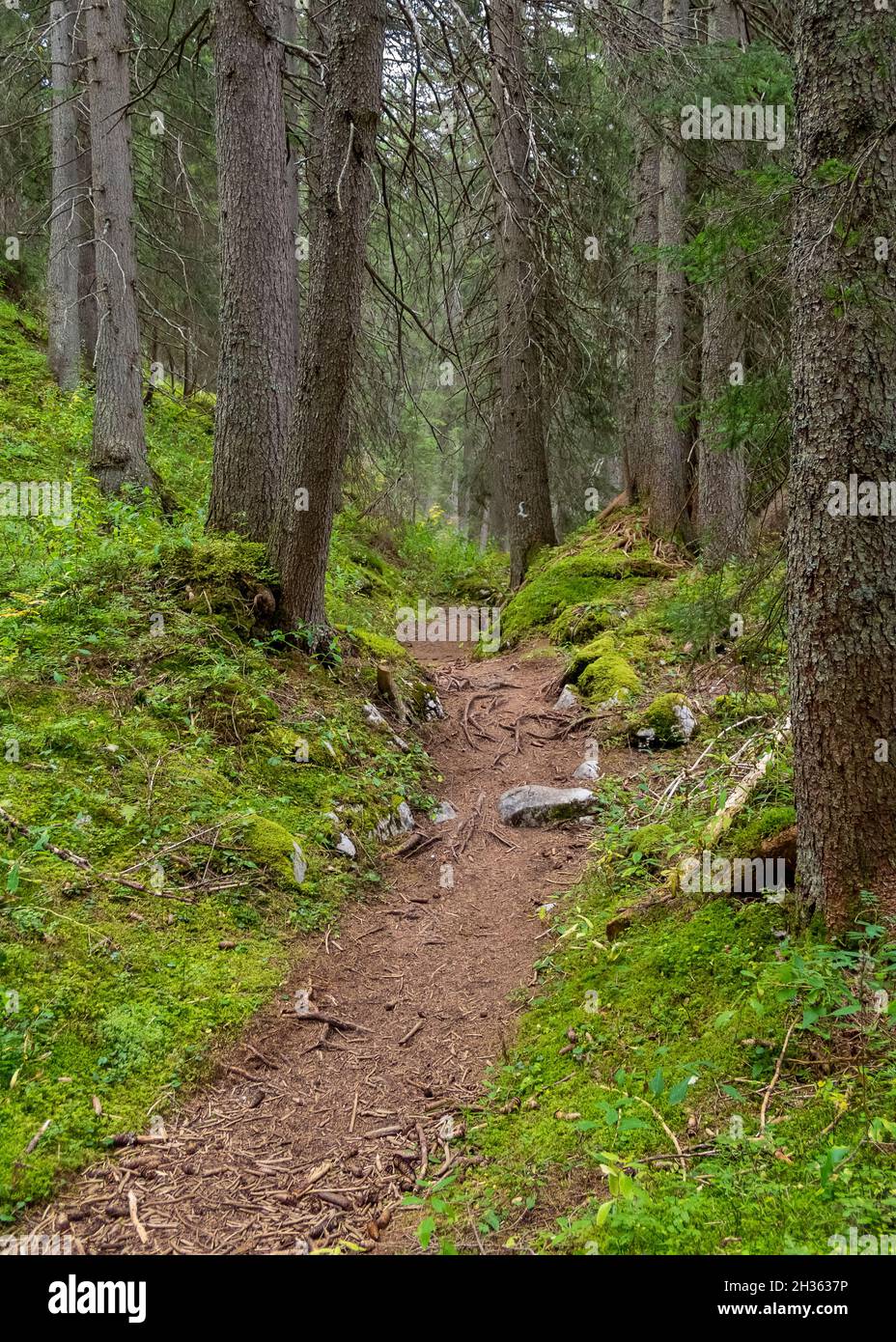 Forest track around Warth, a municipality in the district of Bregenz in the Austrian state of Vorarlberg Stock Photo